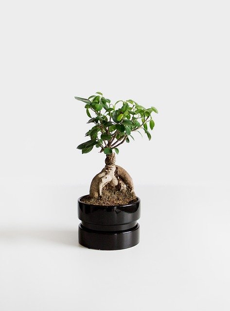 plant bonsai bäumchen